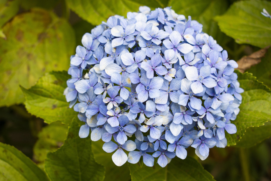 Hydrangeas Delivery in the Philippines - A Blooming Beauty