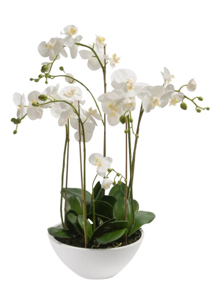 The Complete Guide to Orchids: Why This Elegant Flower Is the Perfect Gift to Send in the Philippines
