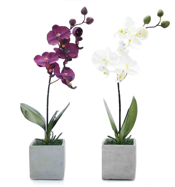 Orchid Delivery in the Philippines: Unraveling the Symbolism and Meaning of Orchid Colors