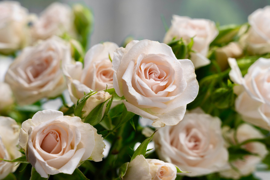 The Ultimate Guide To Caring For Roses In The Philippines | Tips For  Thriving Blooms - Flower Delivery Philippines