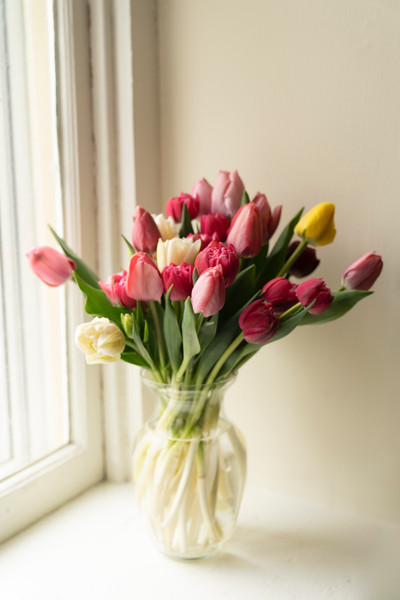 Tulips: Meaning, Colors, Care Tips, and How to Choose the Perfect Tulip Bouquet