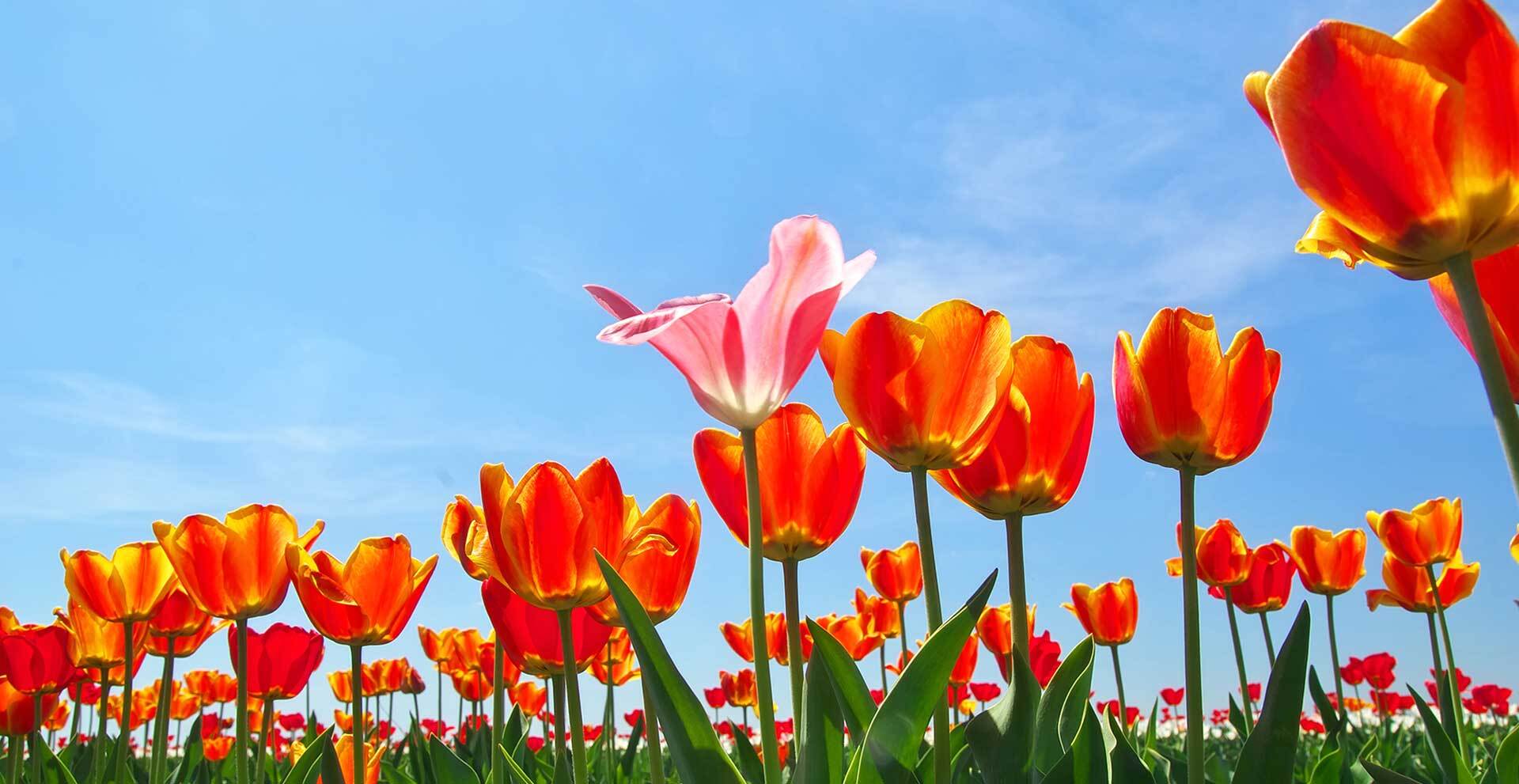 Tulips Delivery Philippines