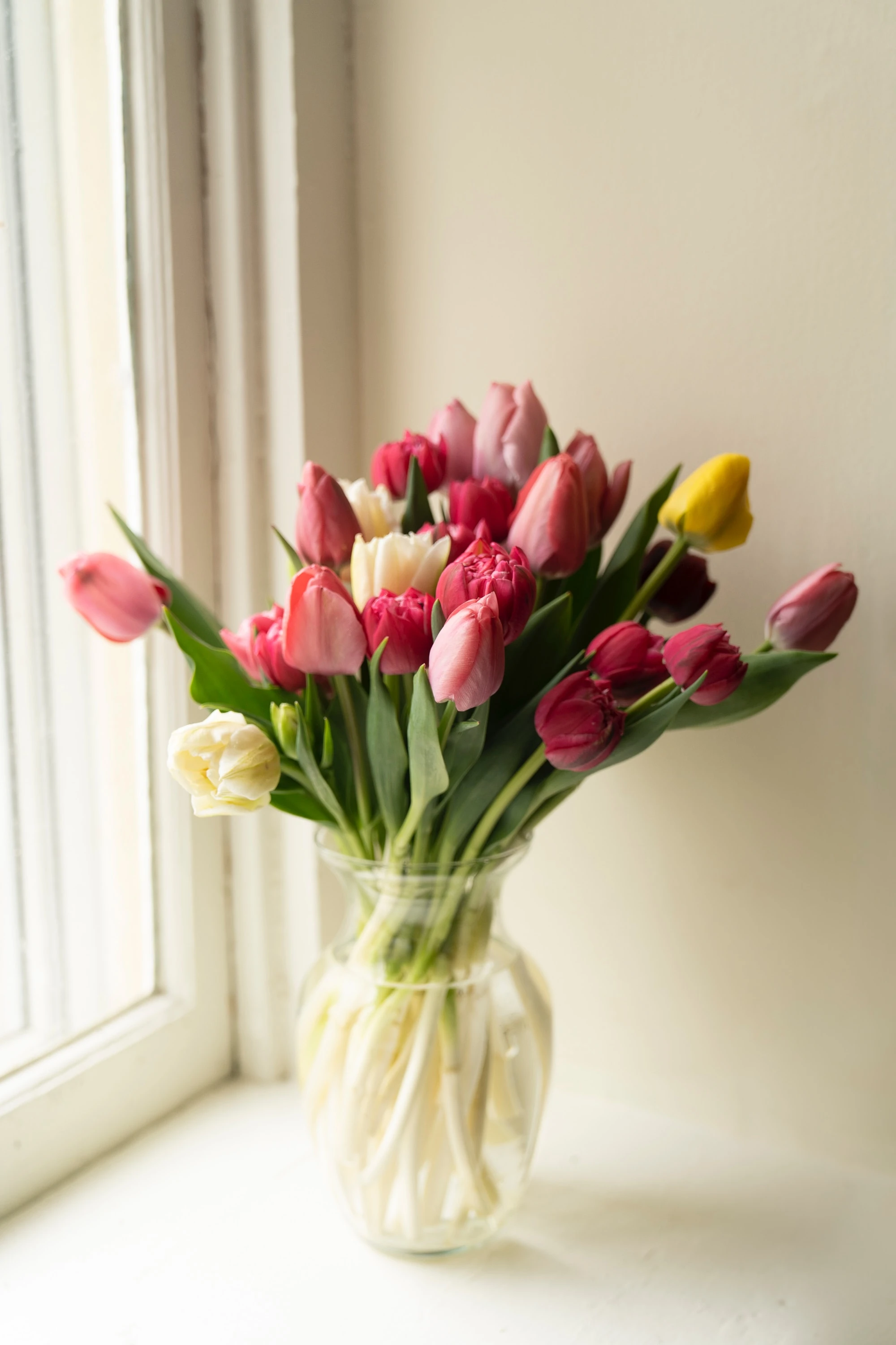 Tulips: Meaning, Colors, Care Tips, and How to Choose the Perfect Tulip Bouquet