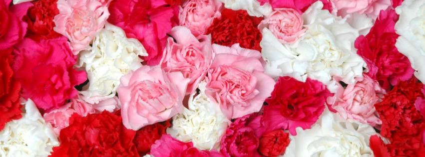 carnations-philippines.jpg