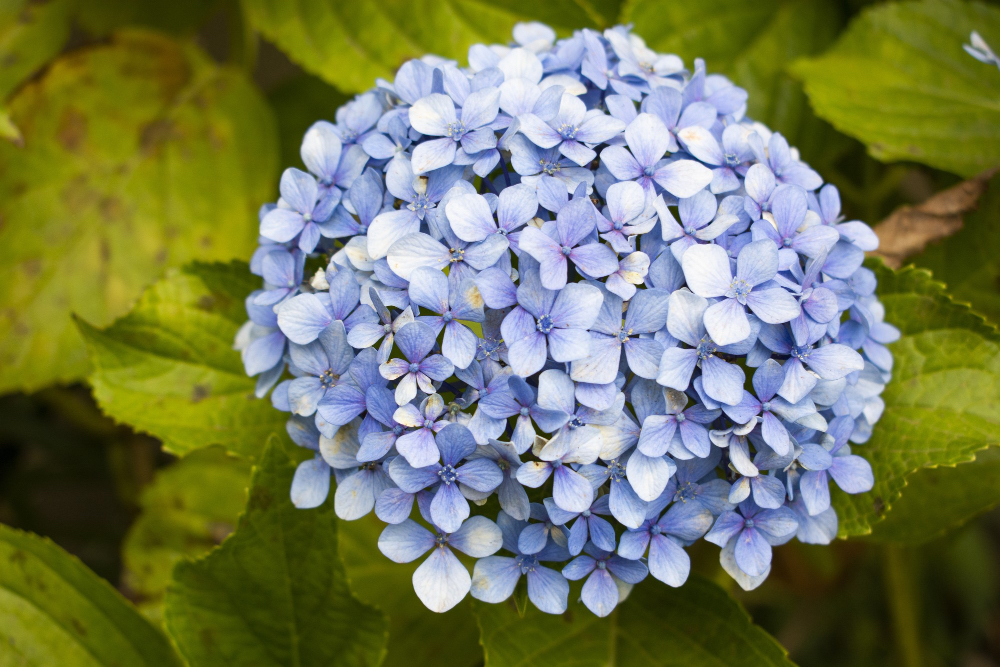 Hydrangeas Delivery in the Philippines A Blooming Beauty Flower