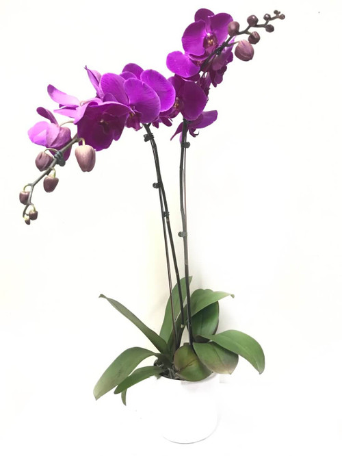 Send Double Phalaenopsis Violet Orchid Manila Delivery Philippines