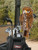 Daphne Headcover - Hawk