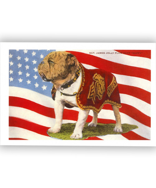 USMC Bulldog, Duffy Postcard