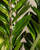 ZZ Plant