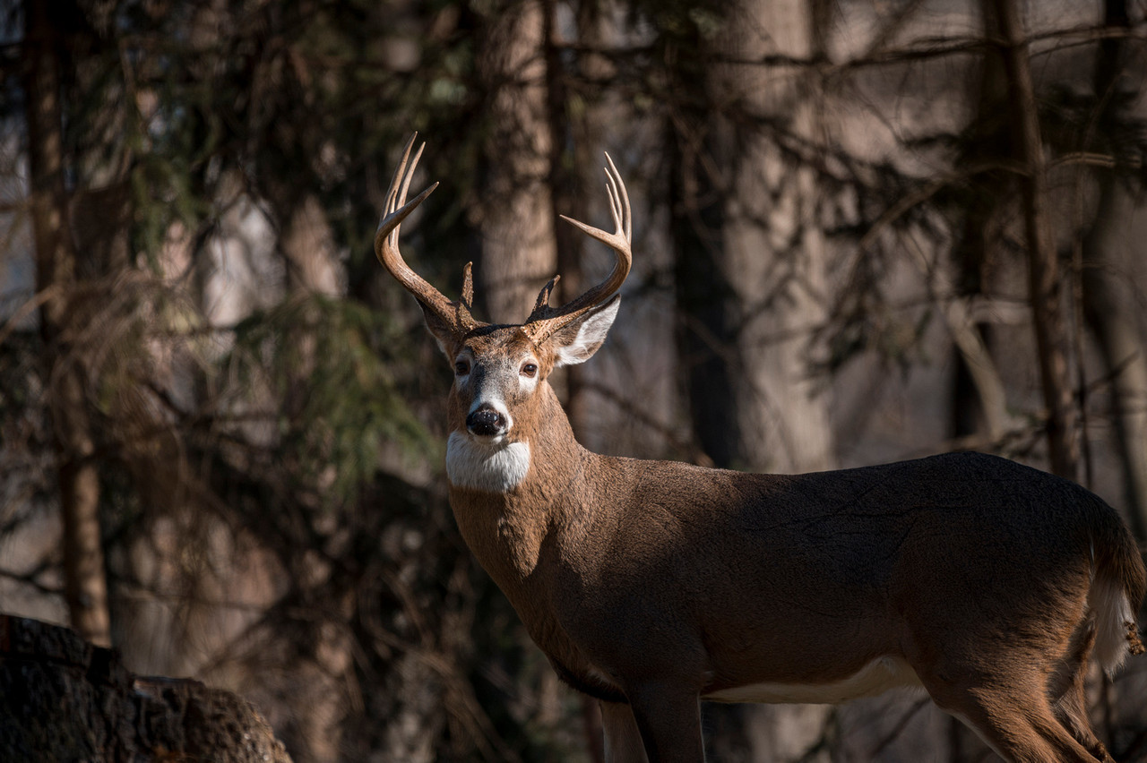 Deer
