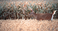 "Corn is still in" - Deer Firearm Opener 2021 Minnesota