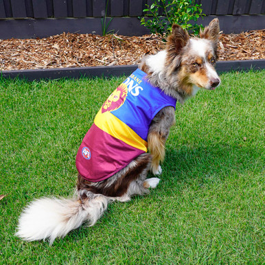Pet Guernsey/Jersey Lions Shop Brisbane Lions1