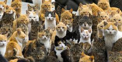 Herding Cats and Ship Dates