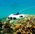 Camoro Mini Professional 4K Underwater Drone Camera ROV Water Scooter Mini Underwater Robot