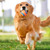 Dog Toy Ball Dog Fetch Ball Toy Tough Pet Ball Puppy Chew Toy Solid Elastic Jumping Ball Pet Accessories For Large Medium Small