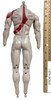 Deicide Ragnarok: Man of War - Nude Body w/ Tattoo & Scar