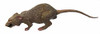 Tunnel Rat - Rat (A Little Large in Scale)