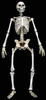 Coo: Skeletons - Skeleton Fully Poseable Figure (Limit 2)