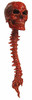 Mortal Kombat: Sub Zero - Bloody Skull & Spine (Ball Joint Neck)