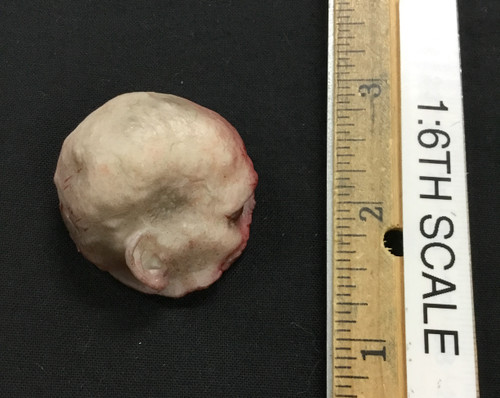 The Bitten: Katty - Uncle Tommy’s Head (Partial Eaten)