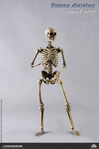 The Human Skeleton (Metal Body) [CM-BS011] - Boxed Figure
