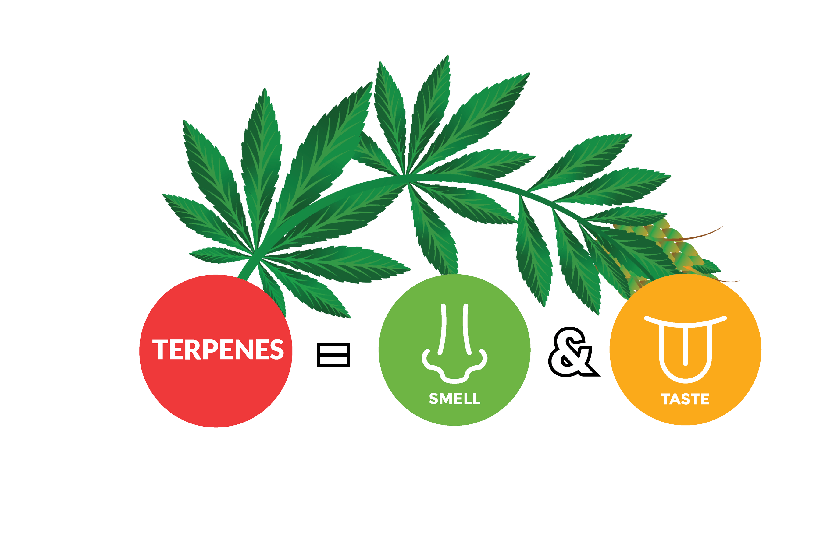 cbd-lion-terpenes.png