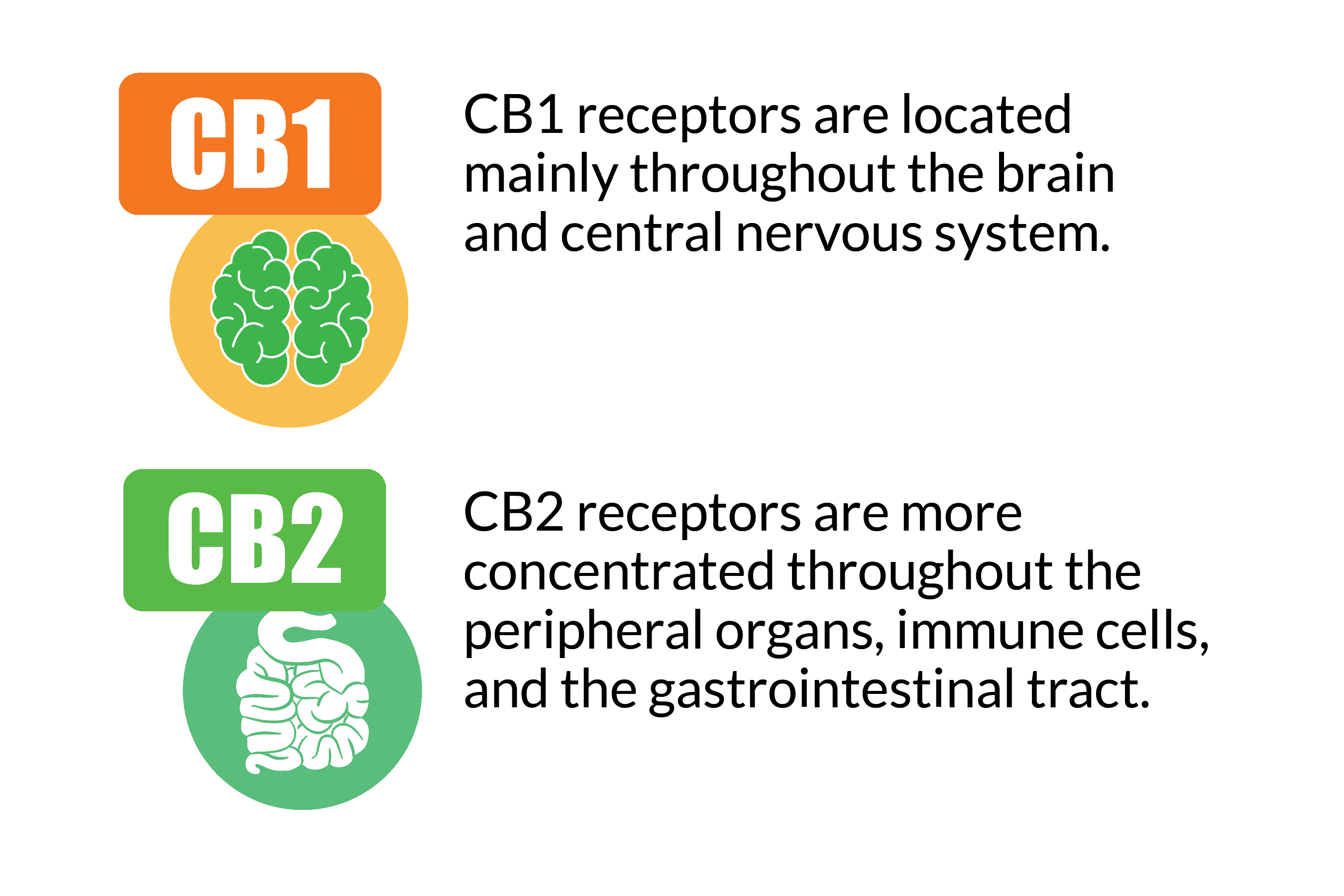 Endocannabinoid receptors in the body