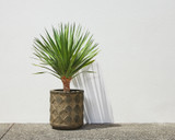 Dama Planter X Roger Thomas