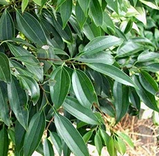 Cassia Essential Oil