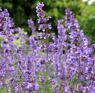 Catnip Essential Oil