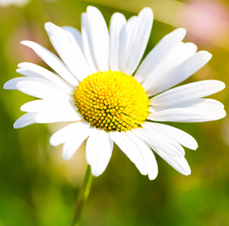 Chamomile Roman Essential Oil (China)