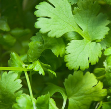 Coriander Essential Oil - Herb