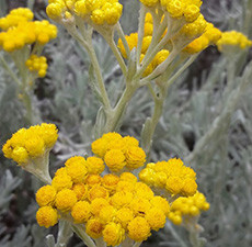 Helichrysum Essential Oil (Africa)