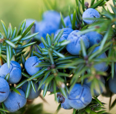 Juniper Berry Essential Oil (India)