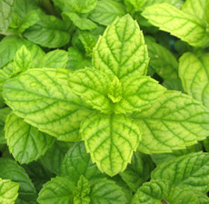 Melissa Leaf Organic Essential Oil