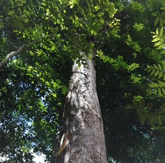 Rosewood (Natural Blend) Essential Oil