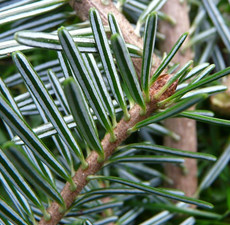 Silver Fir Organic Essential Oil
