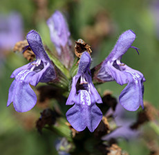 Flower of Spanish Sage