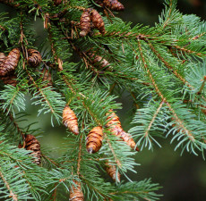 Spruce Essential Oil - Black