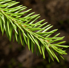 Spruce Essential Oil - White