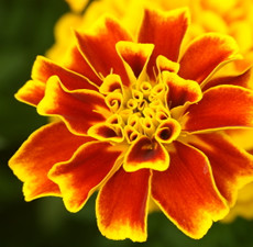 Tagetes Essential Oil (Egypt)