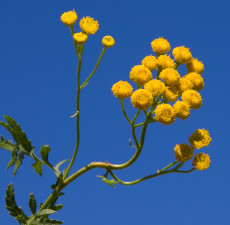 Tansy Blue Essential Oil