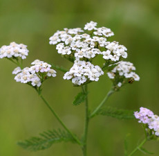 Yarrow Organic Essential Oil