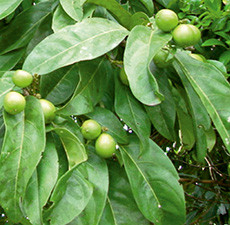 Cacay Nut Carrier Oil - Unrefined - Filtered