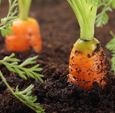 Carrot Carrier Oil (Macerated)