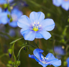 Flax Seed Organic Carrier Oil