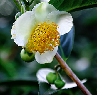 Green Tea Seed Carrier Oil – RBDW