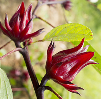 Hibiscus Carrier Oil