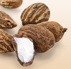 Shea Nut Carrier Oil - RBD