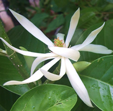 Champaka (Nag Champa) Fragrance Oil